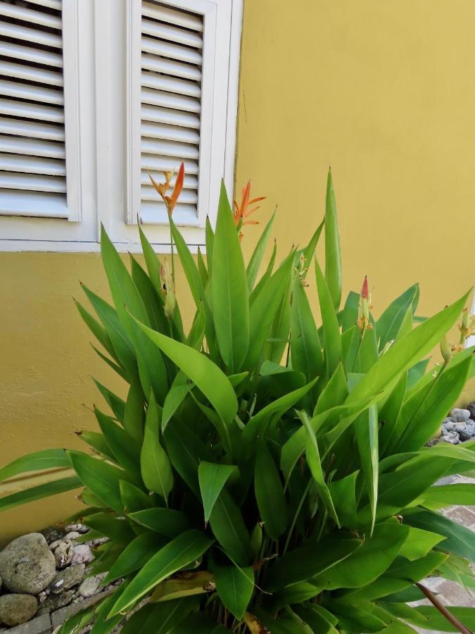 Historic Building The Palm Backyard Studio-Apartment Willemstad, Curacao Feel Home Away From Home Eksteriør bilde